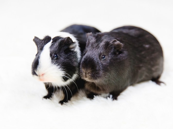 guinea-pig-2121743_1920